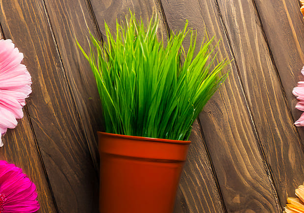 BK Bodrum Botanik | Bitki, Peyzaj Malzemesi ve Danışmanlık Hizmeti