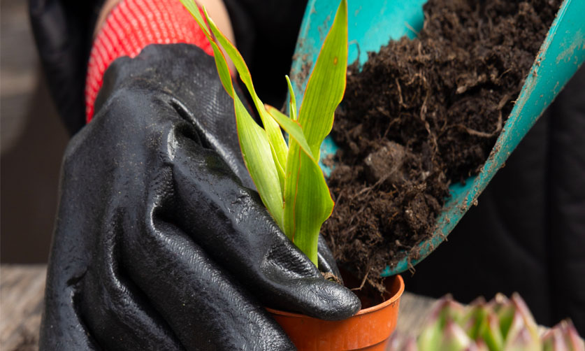 Bahçe Bakımı, Yenileme ve Danışmanlık Hizmetleri