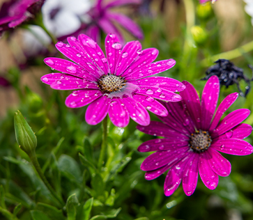 BK Bodrum Botanik | Bitki, Peyzaj Malzemesi ve Danışmanlık Hizmeti