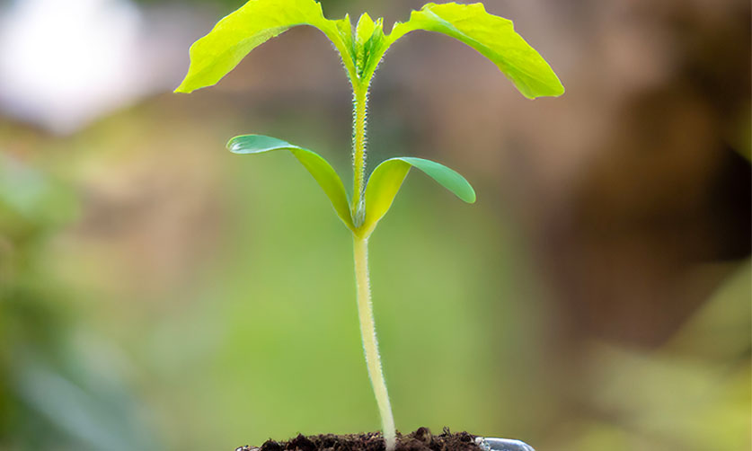 Satış ve Pazarlama Hizmetleri